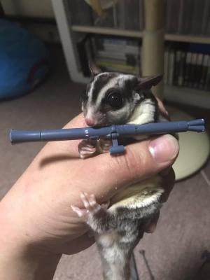 Прикрепленное изображение: animals-holding-things-10.jpg